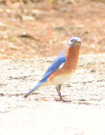 Eastern Bluebird - ML219260141