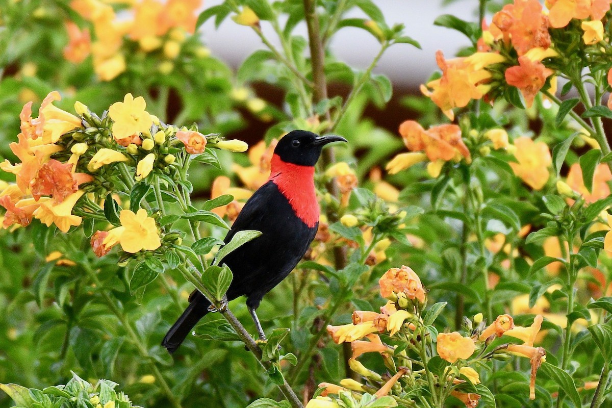 Red-collared Myzomela - ML219260651