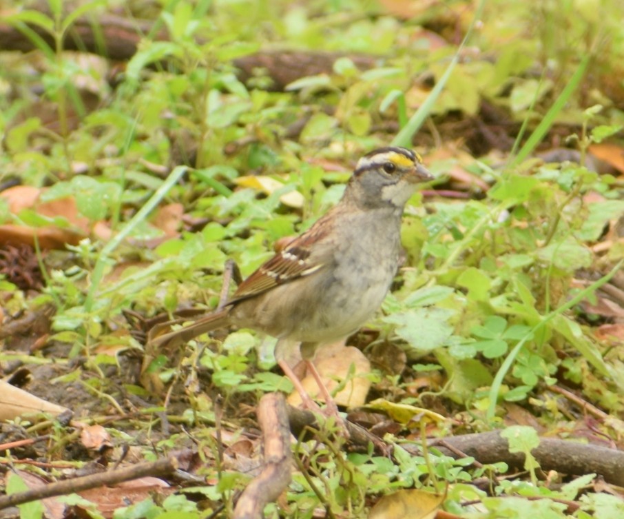 White-throated Sparrow - Patricia Floyd