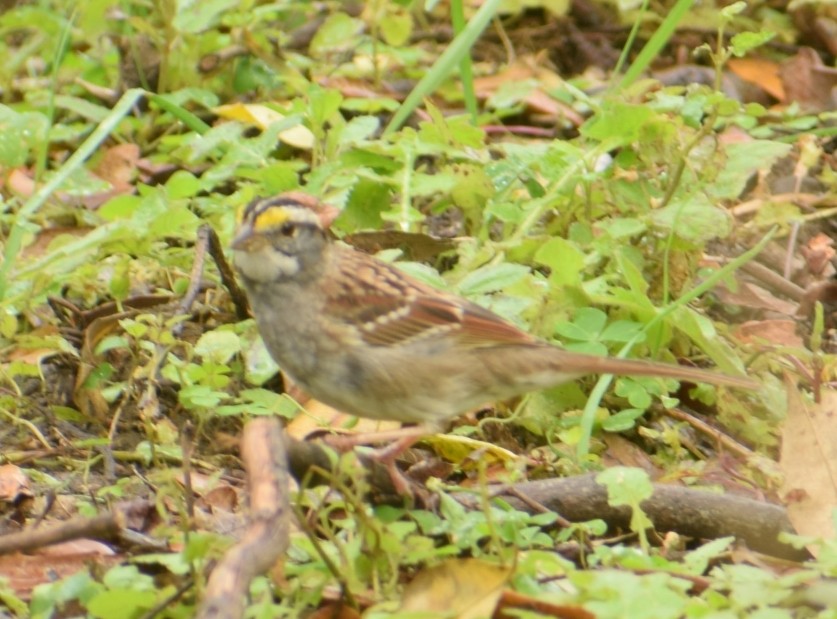 White-throated Sparrow - Patricia Floyd