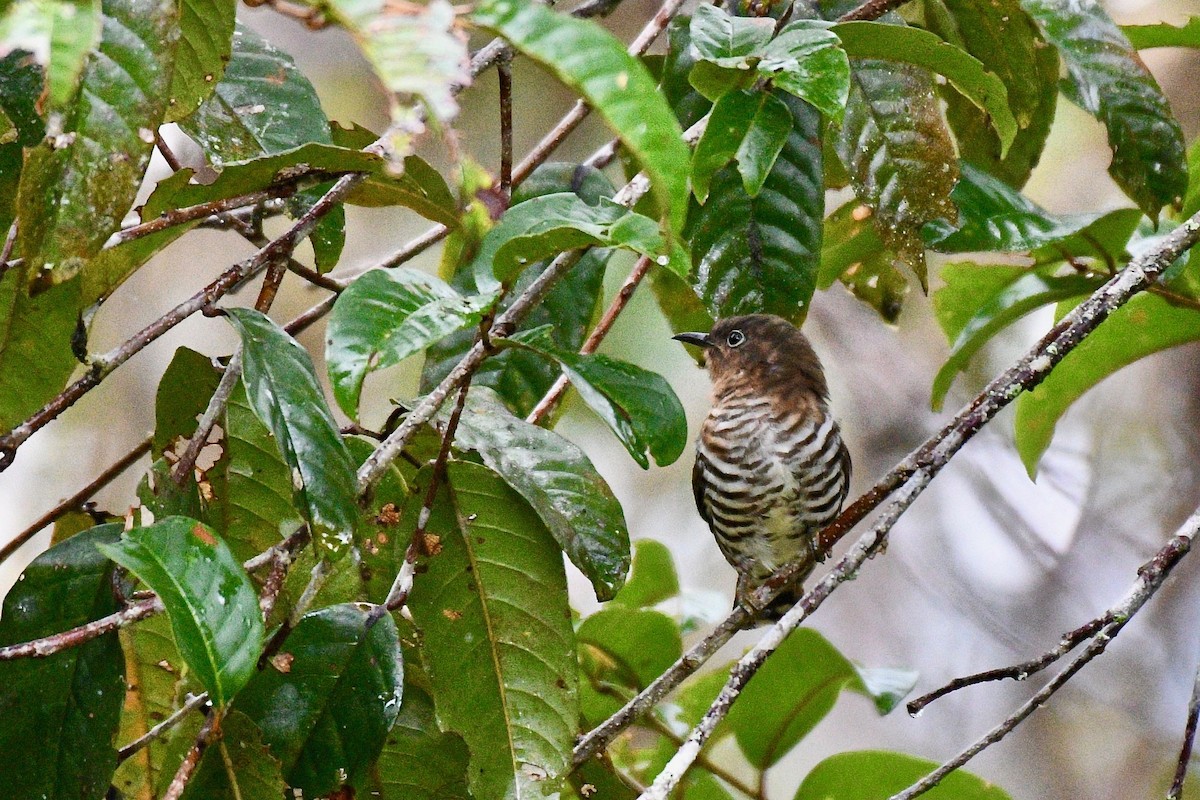 Cuclillo Gorjirrojo - ML219261201