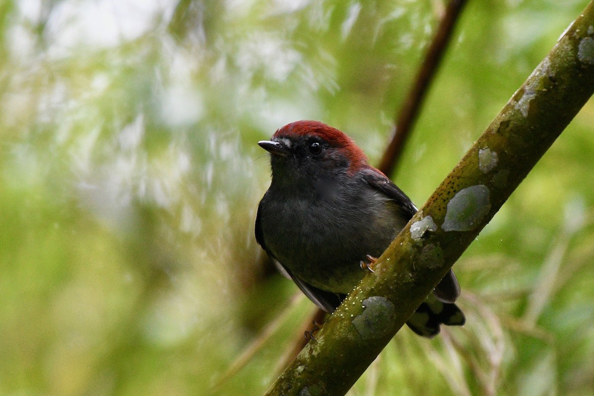 Garnet Robin - Jacques Erard