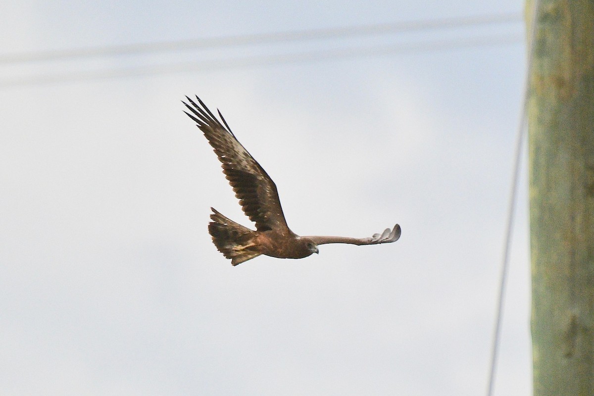 Papuan Harrier - ML219261921