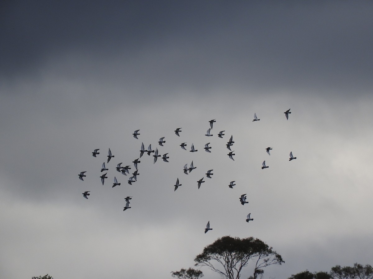 Rock Pigeon (Feral Pigeon) - ML219262091