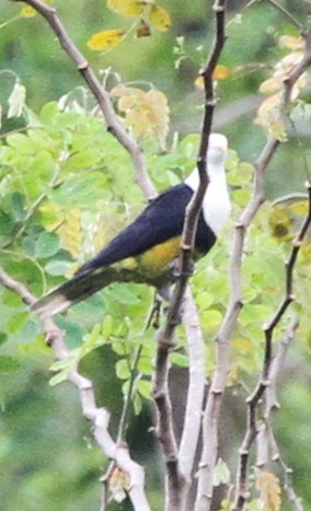 Black-backed Fruit-Dove - Colin Trainor