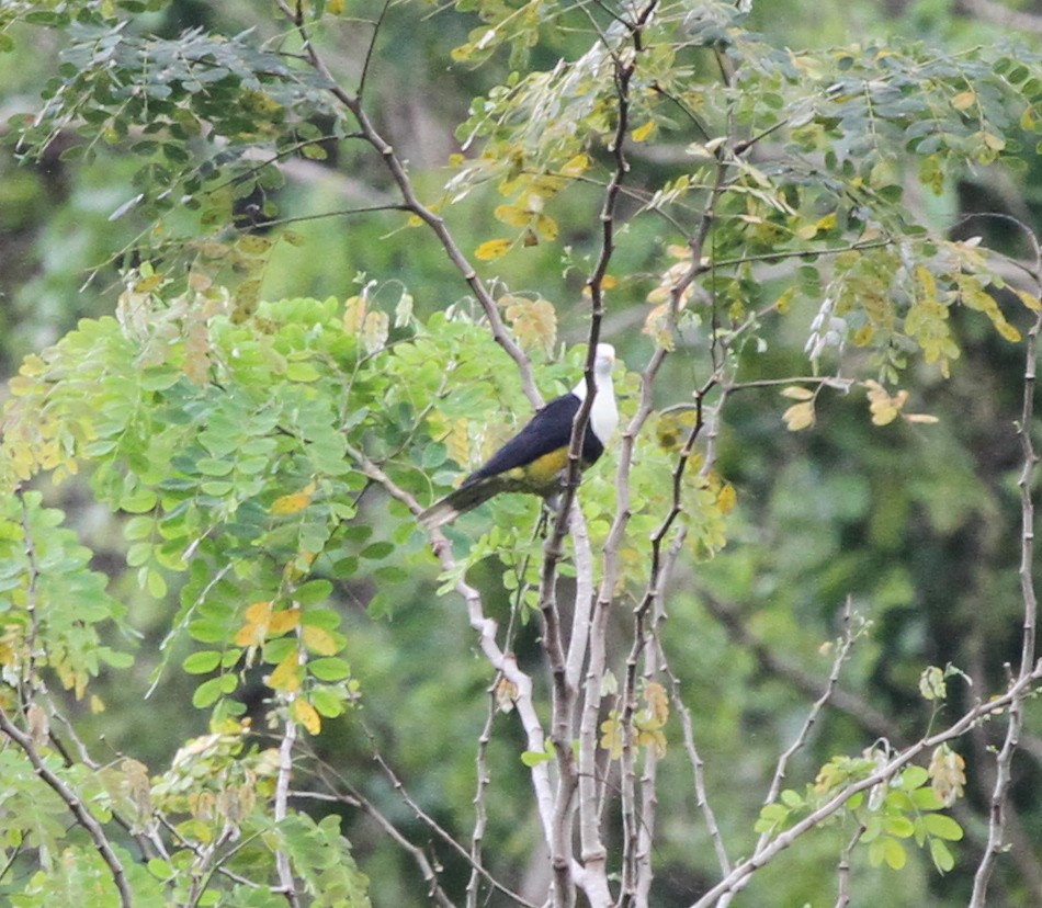 Black-backed Fruit-Dove - ML219262531