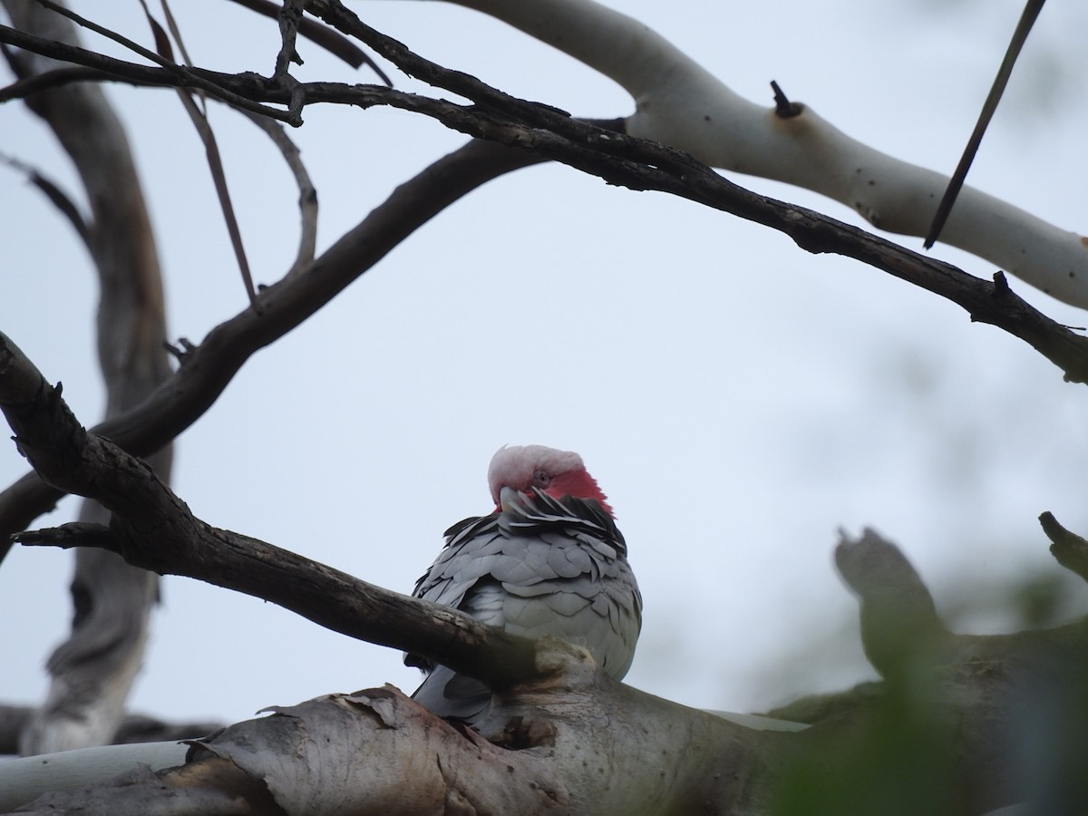 Cacatúa Galah - ML219263001