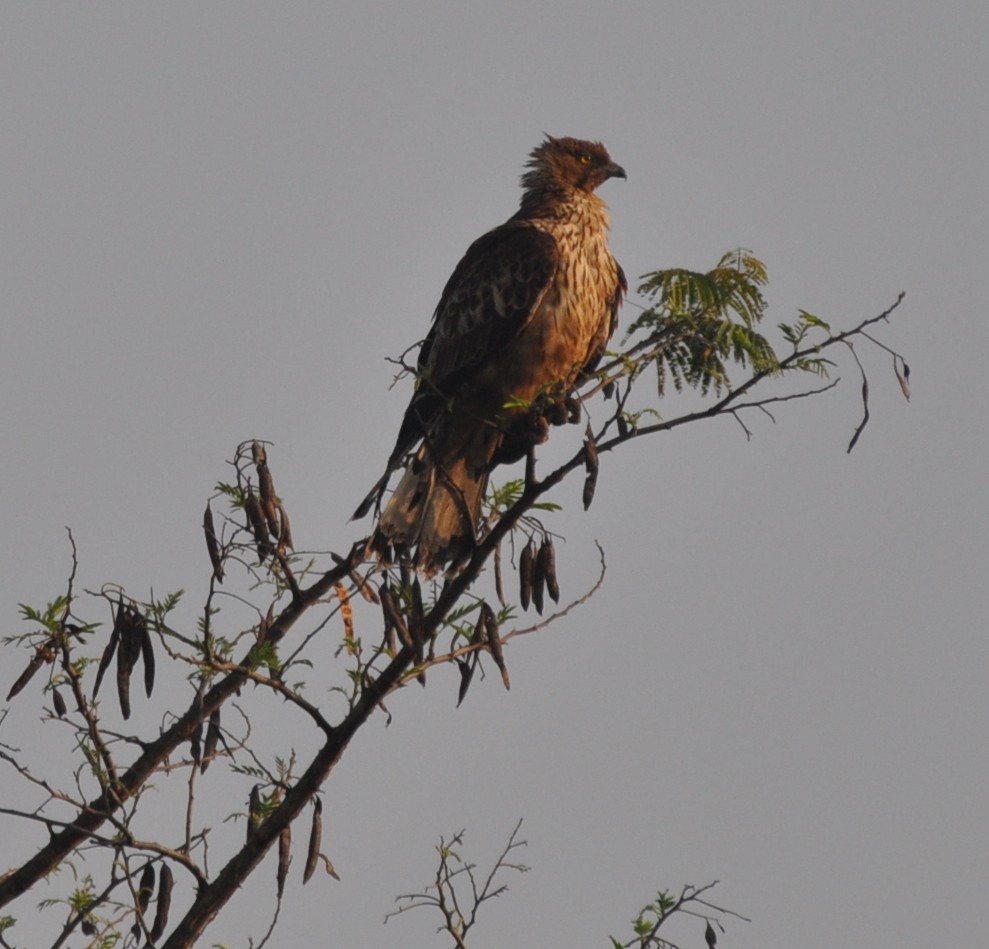 Oriental Honey-buzzard - ML219263191