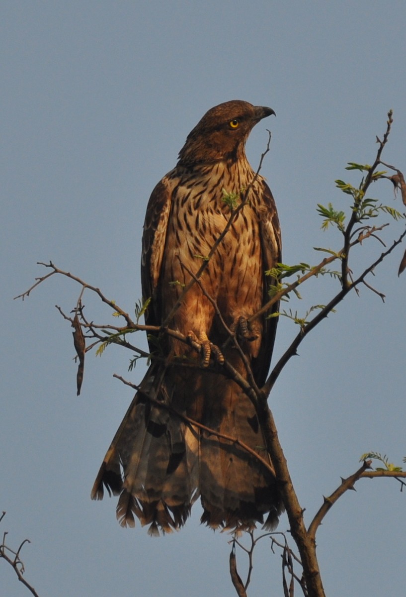 Oriental Honey-buzzard - ML219263201