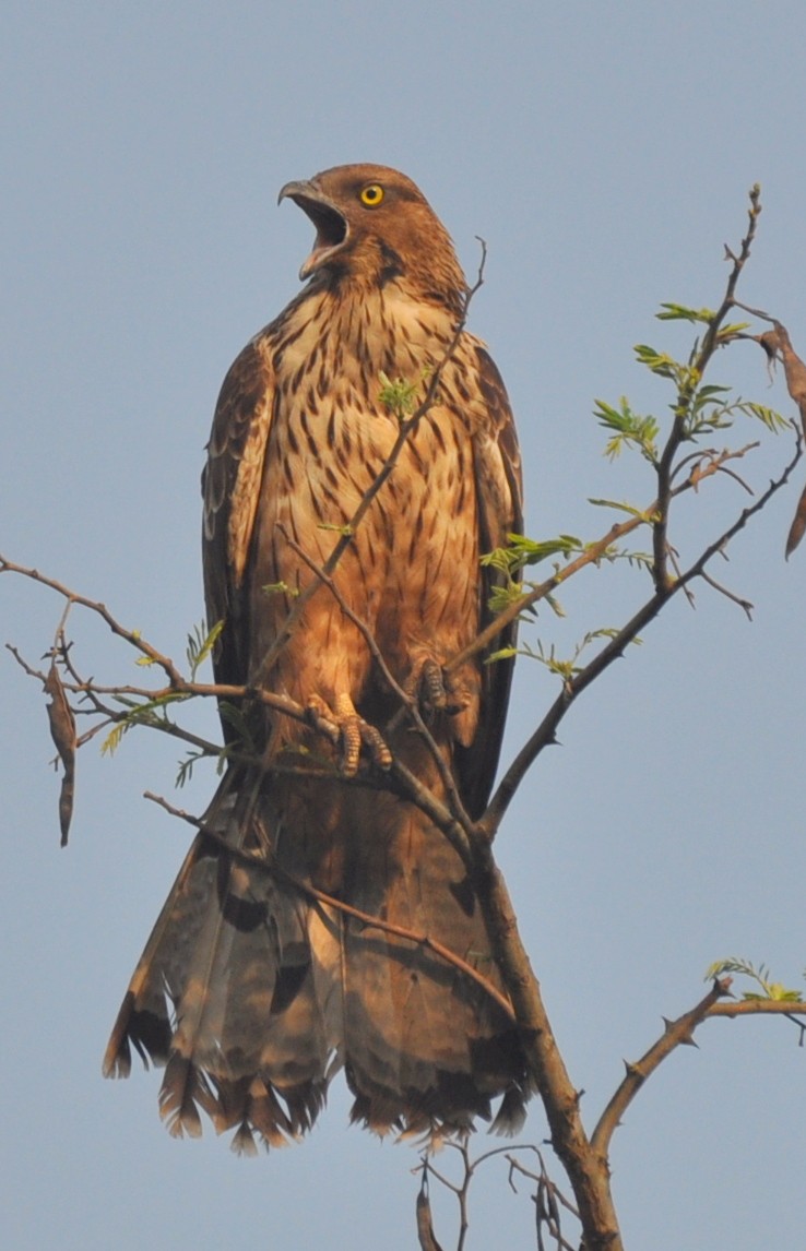 Oriental Honey-buzzard - ML219263211