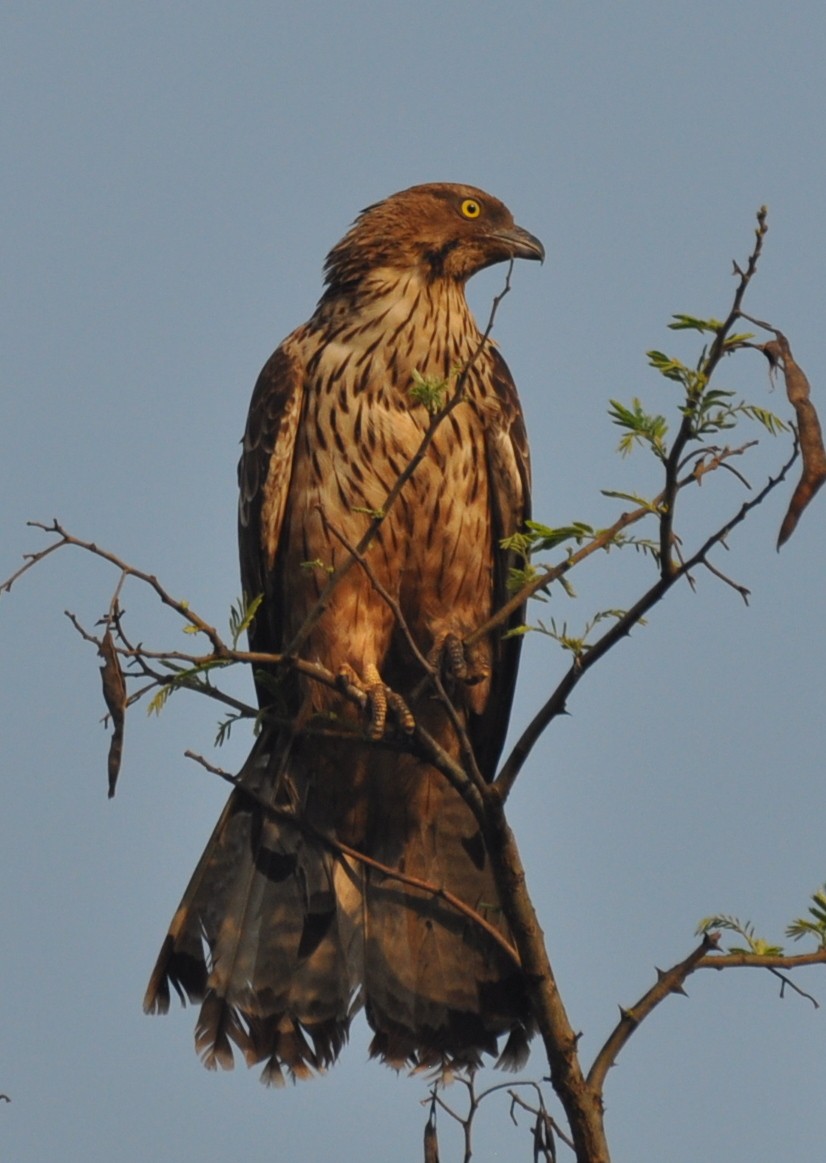 Oriental Honey-buzzard - ML219263221