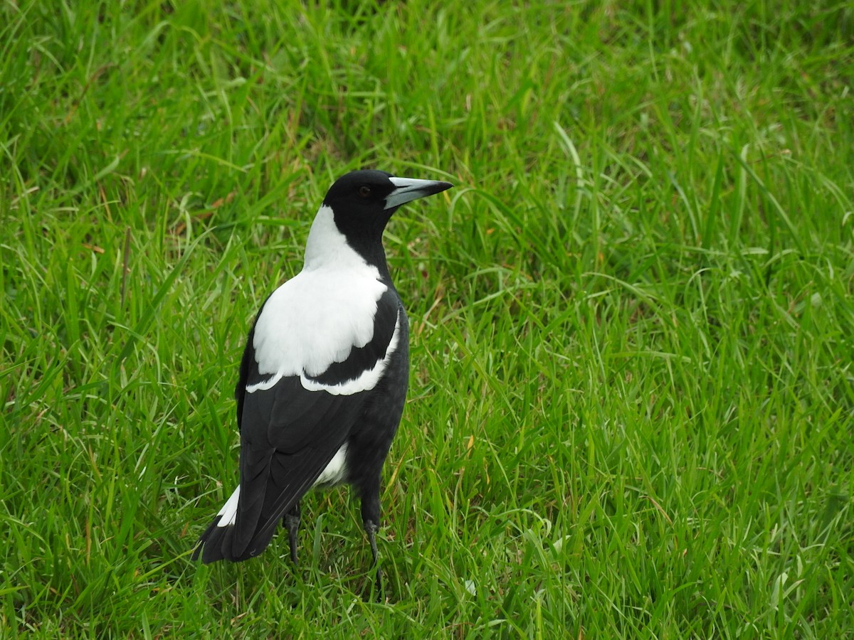 Australian Magpie - ML219263581