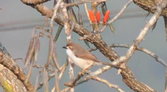 Yellow-eyed Babbler - ML219263881