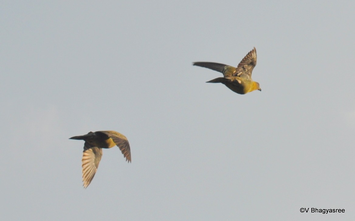 Yellow-footed Green-Pigeon - Bhagyasree Venugopal