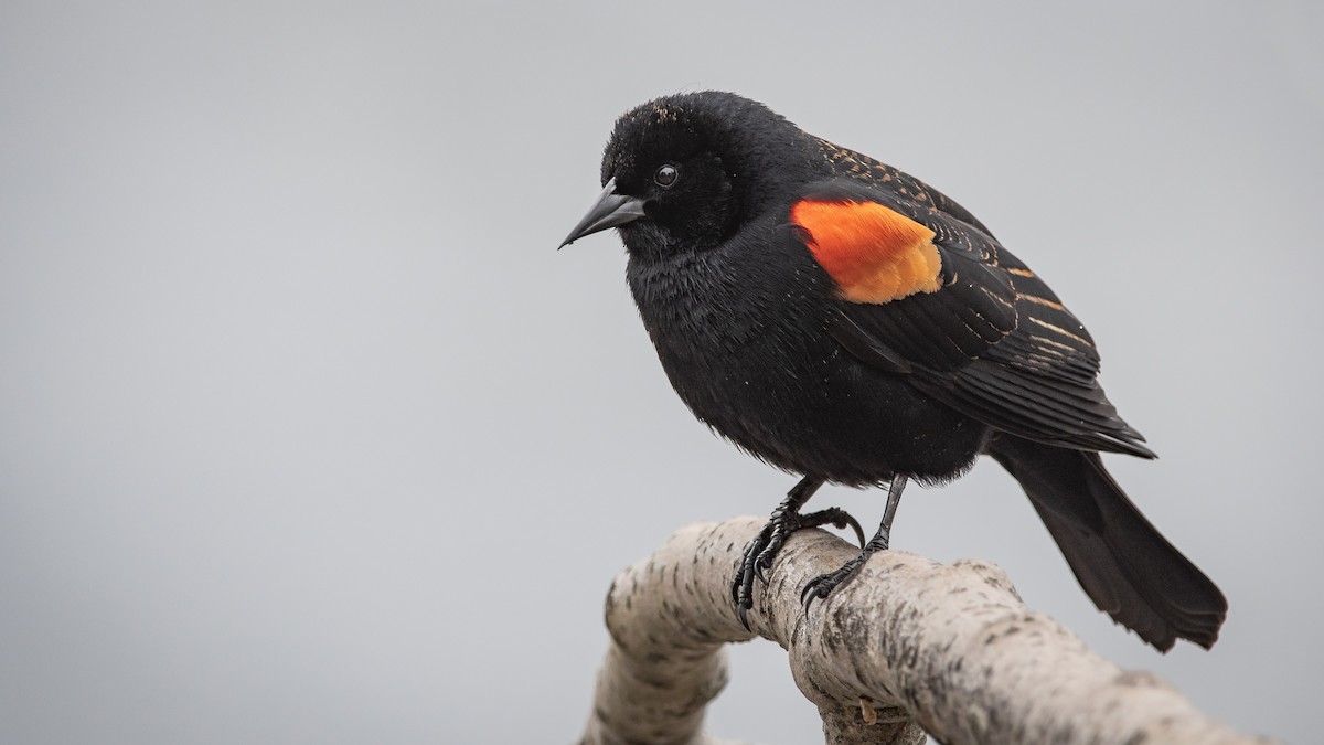 Red-winged Blackbird - ML219265741