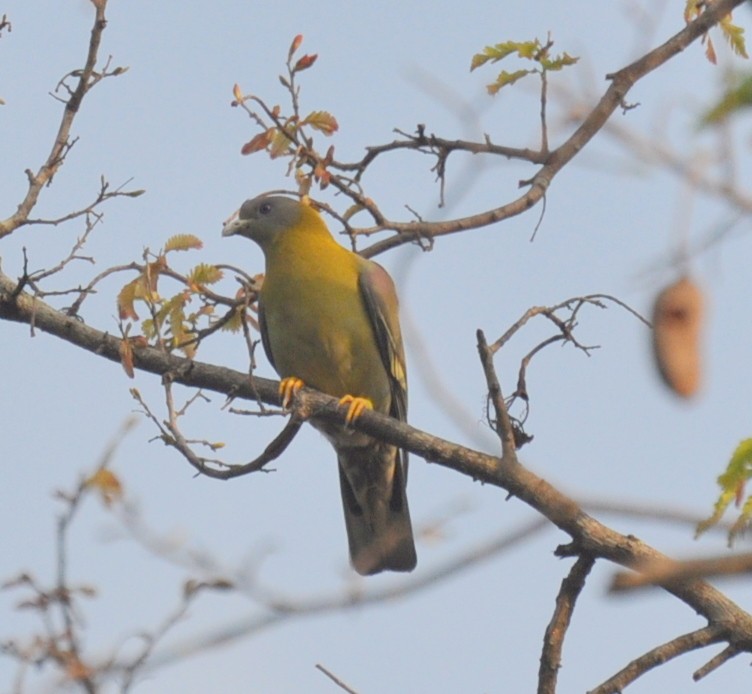 Yellow-footed Green-Pigeon - Bhagyasree Venugopal