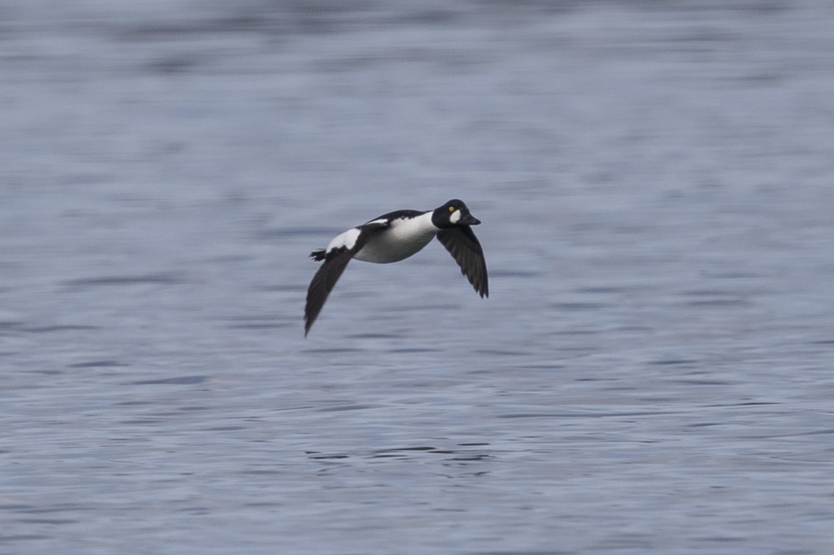 Common Goldeneye - ML219266621