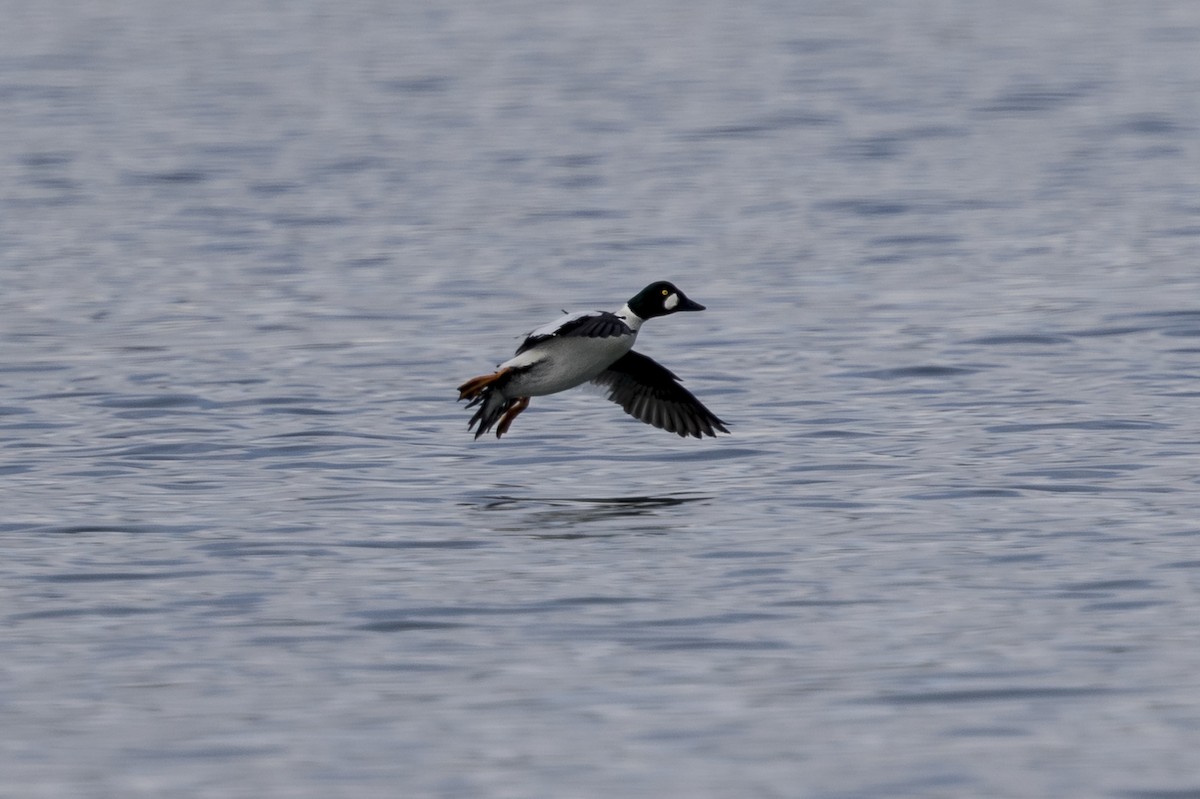Common Goldeneye - ML219266631