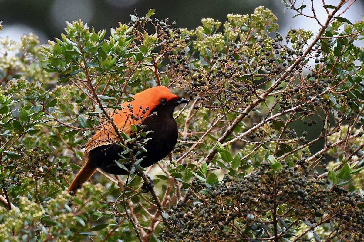 Crested Satinbird - Jacques Erard
