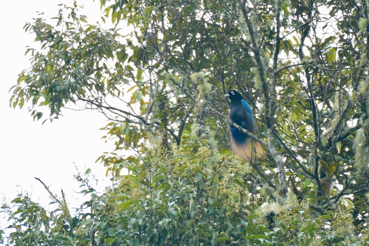 Blue Bird-of-Paradise - ML219272021