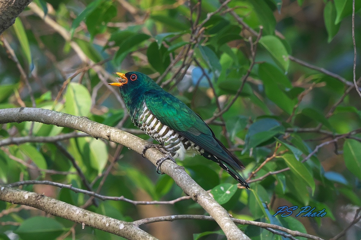 Asian Emerald Cuckoo - Pary  Sivaraman