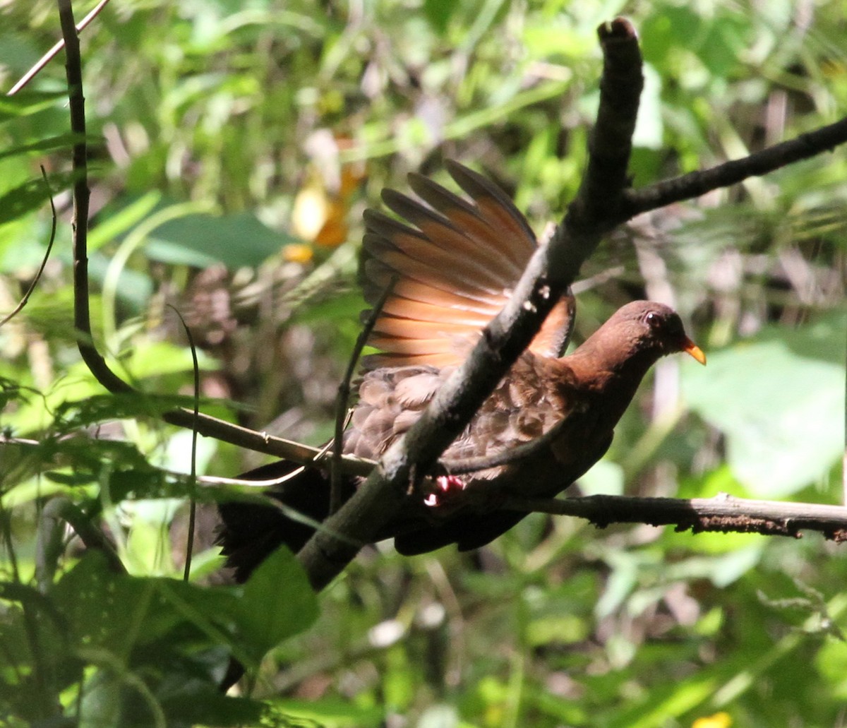 Pacific Emerald Dove - ML219272721