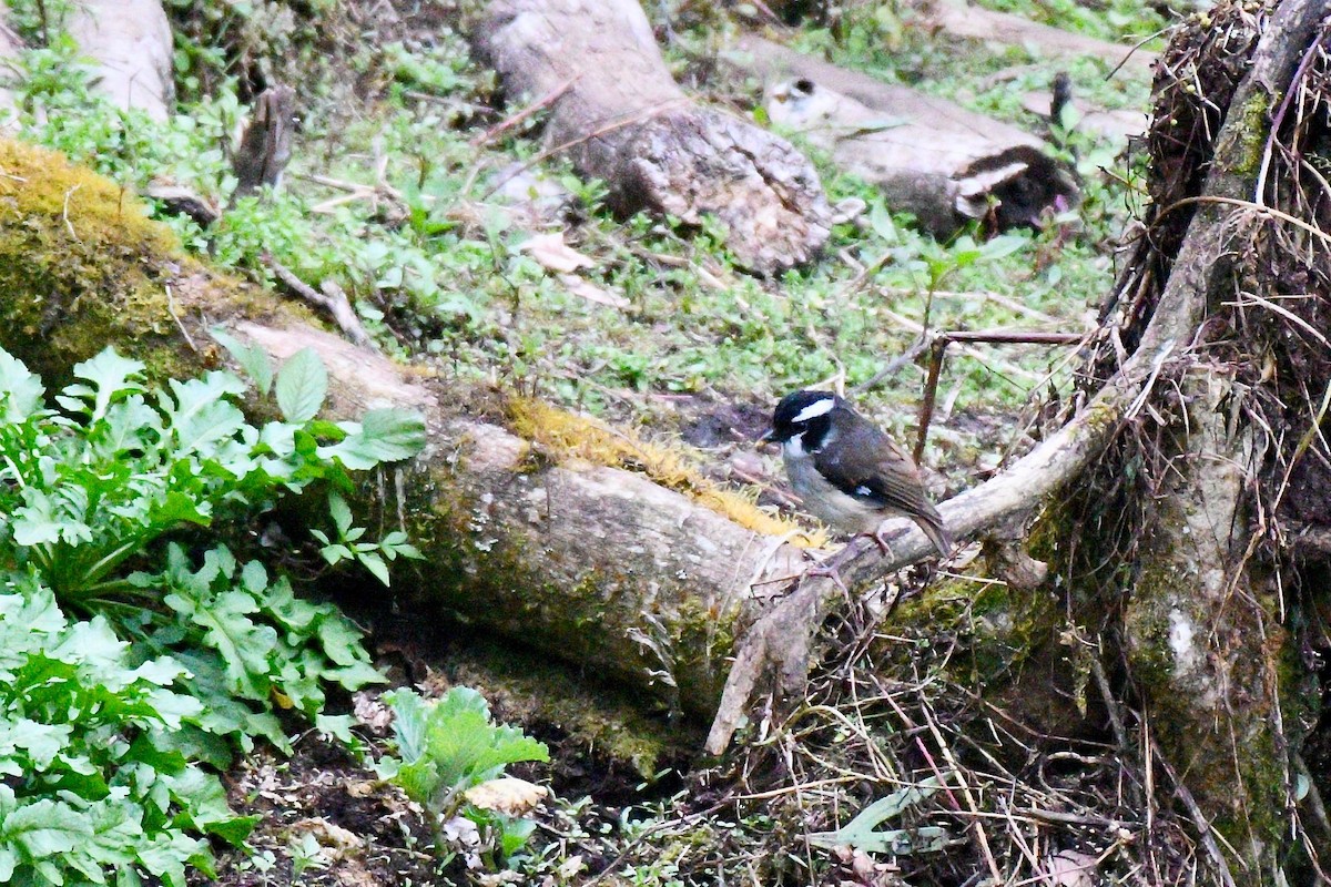 Black-capped Robin - ML219273001