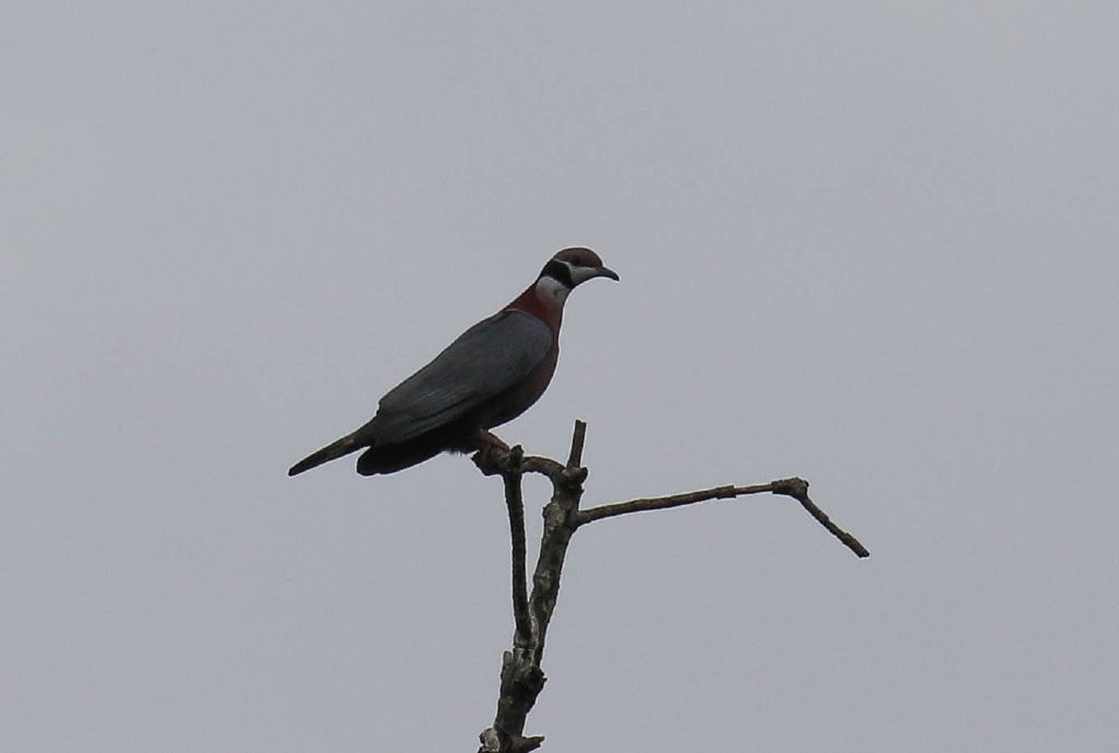 Collared Imperial-Pigeon - ML219273021
