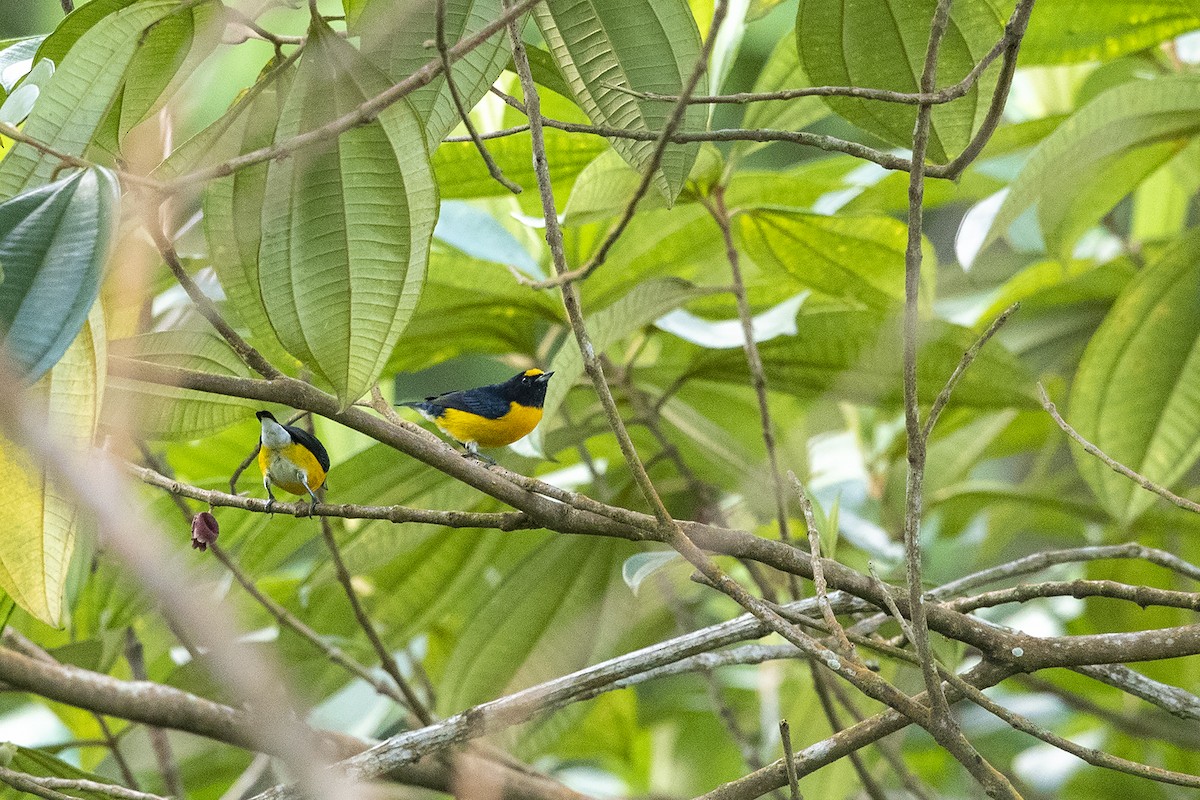 White-vented Euphonia - Niall D Perrins