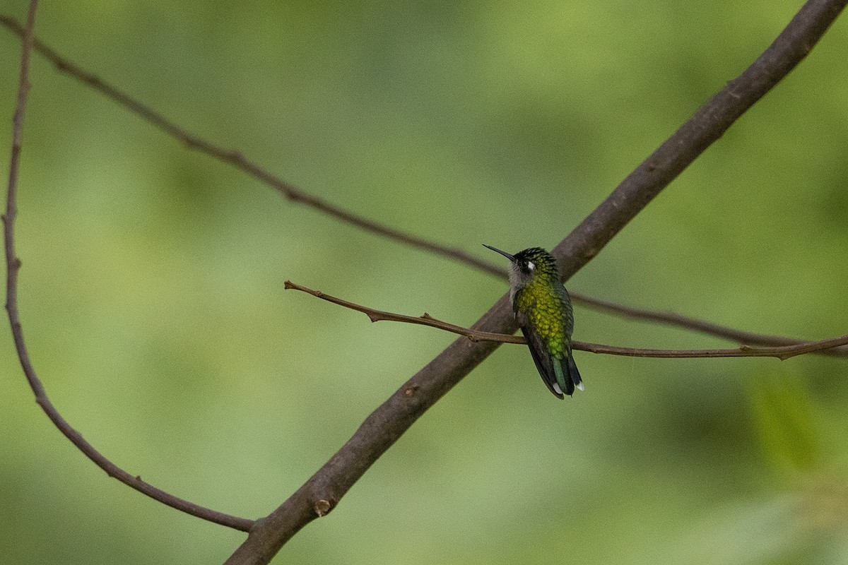 Violet-headed Hummingbird - ML219273471