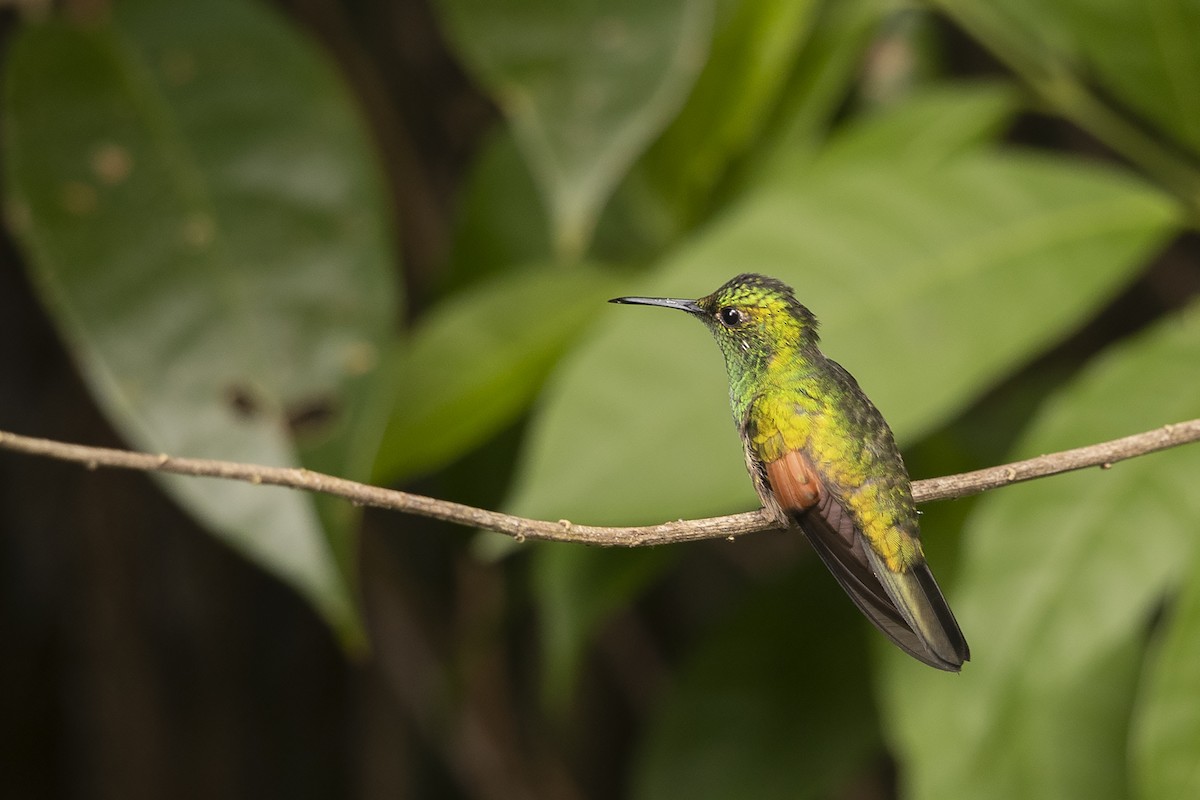 kolibřík páskoocasý - ML219273641