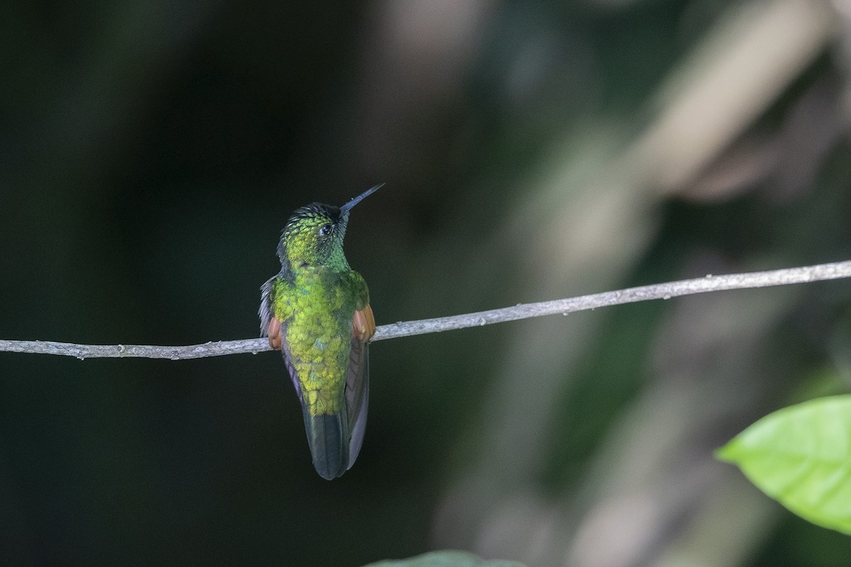 Stripe-tailed Hummingbird - Niall D Perrins