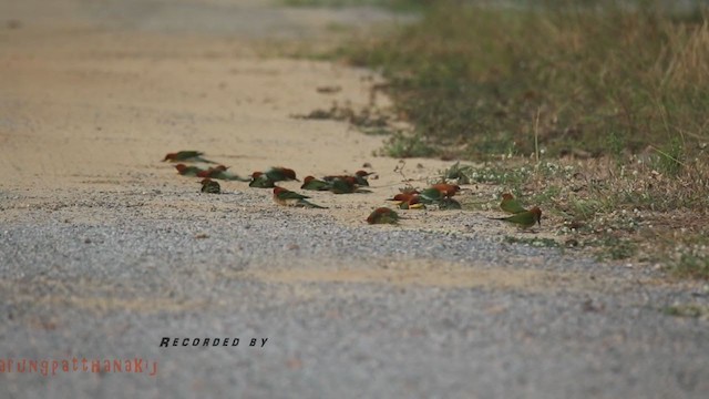 Chestnut-headed Bee-eater - ML219275091