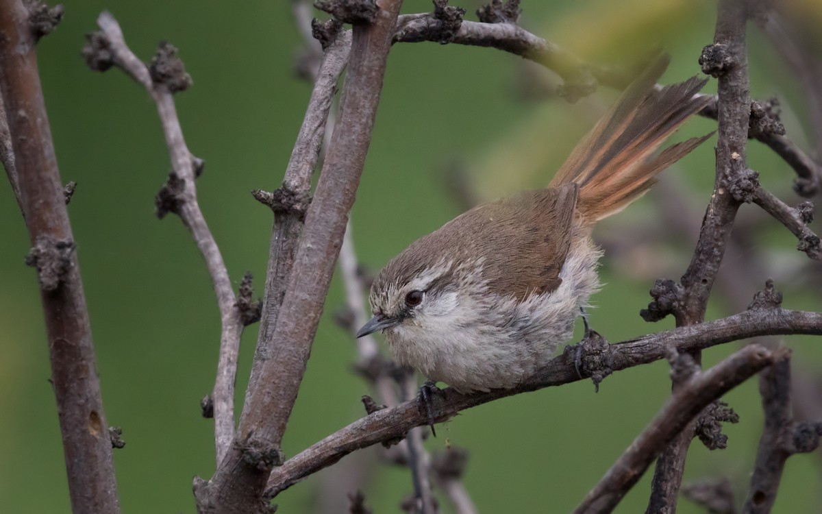 Necklaced Spinetail (La Libertad) - ML219275931