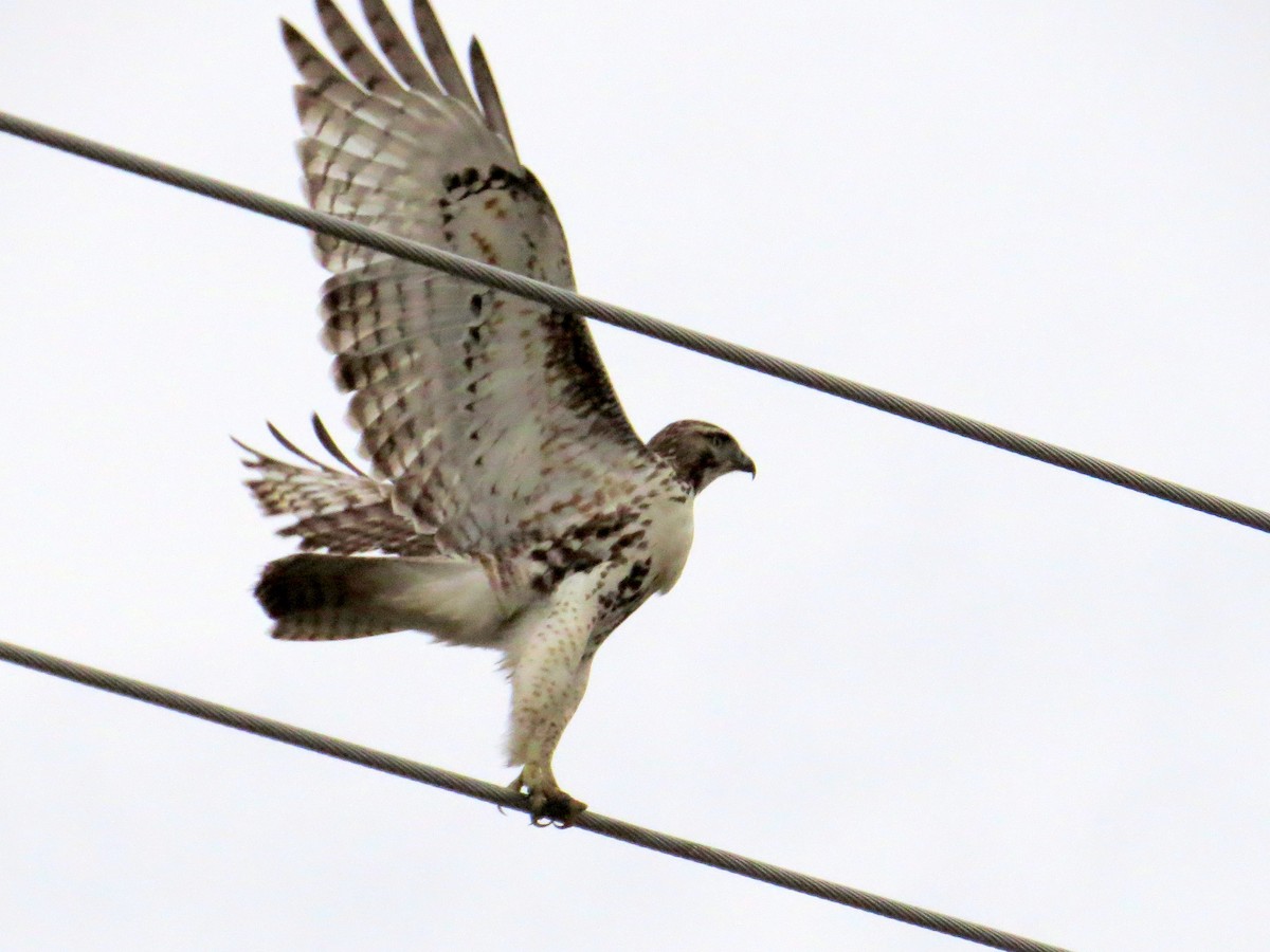 Red-tailed Hawk - ML21927611