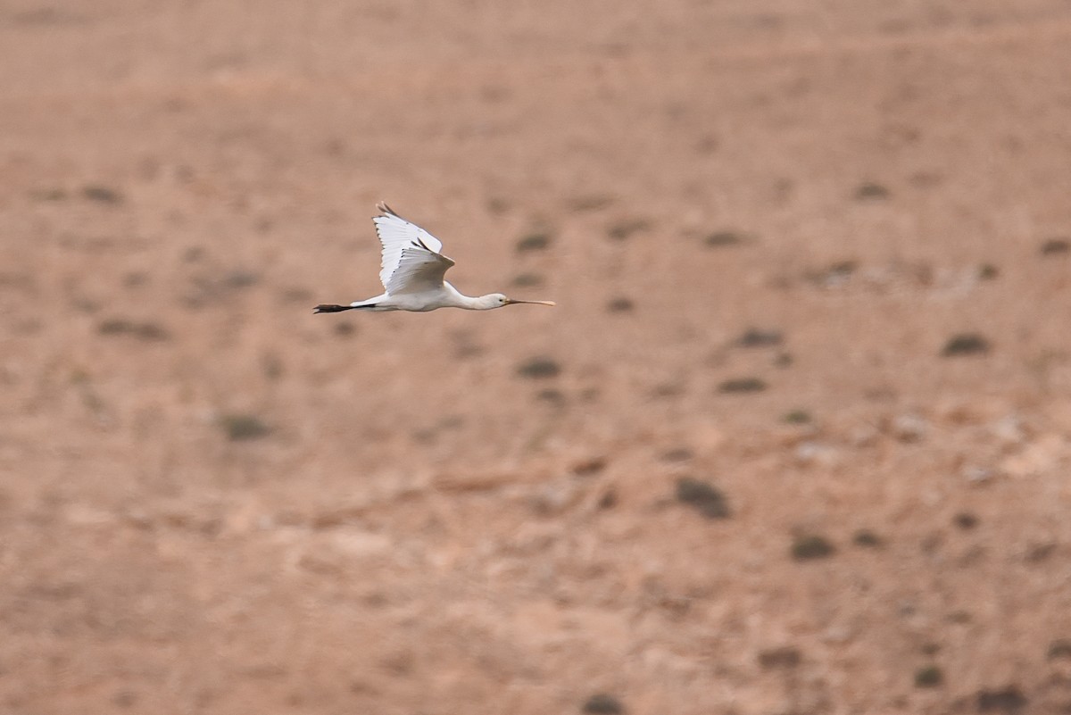 Eurasian Spoonbill - Maryse Neukomm