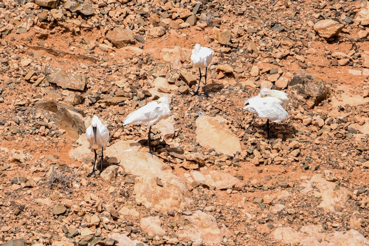 Eurasian Spoonbill - Maryse Neukomm