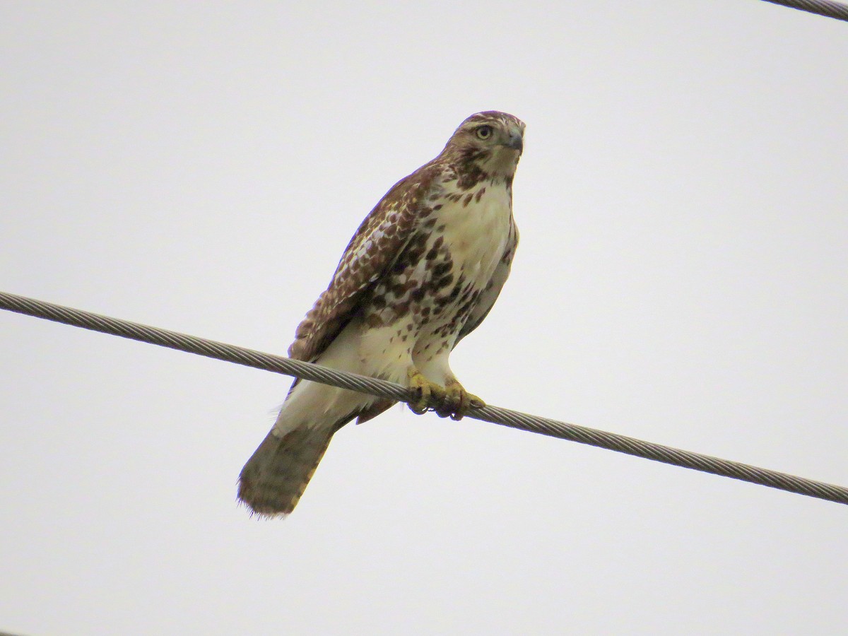 Red-tailed Hawk - ML21927621