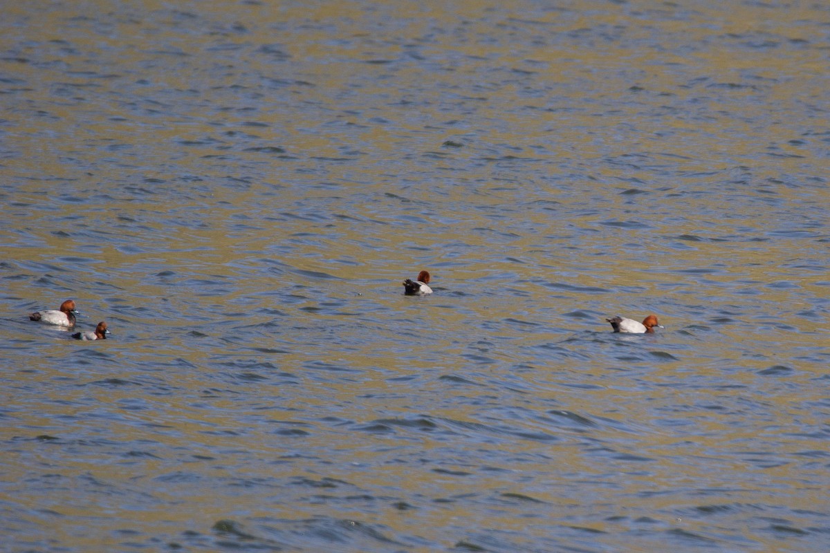 Common Pochard - ML219276241