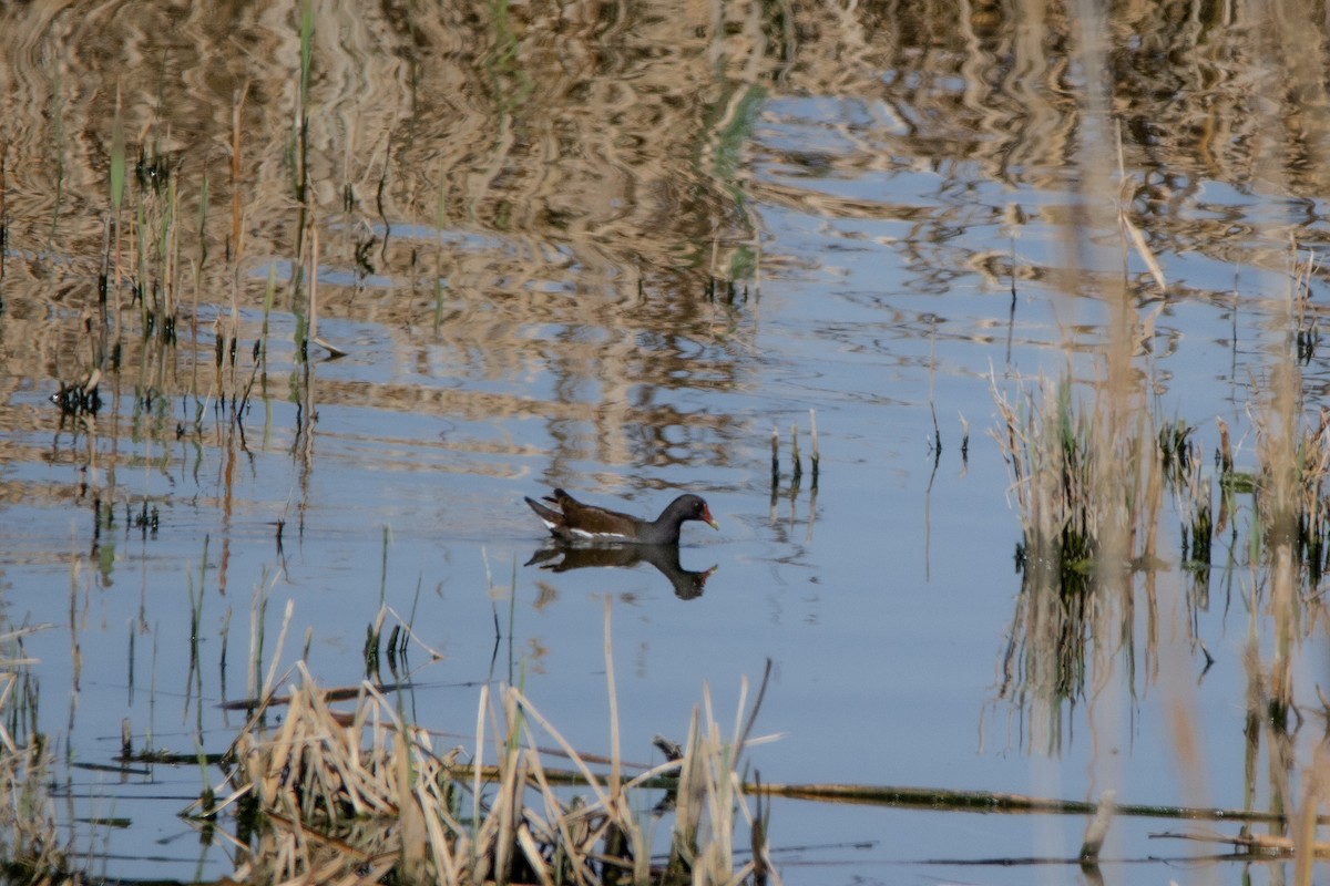 Eurasian Moorhen - Elvin Memmedsoy