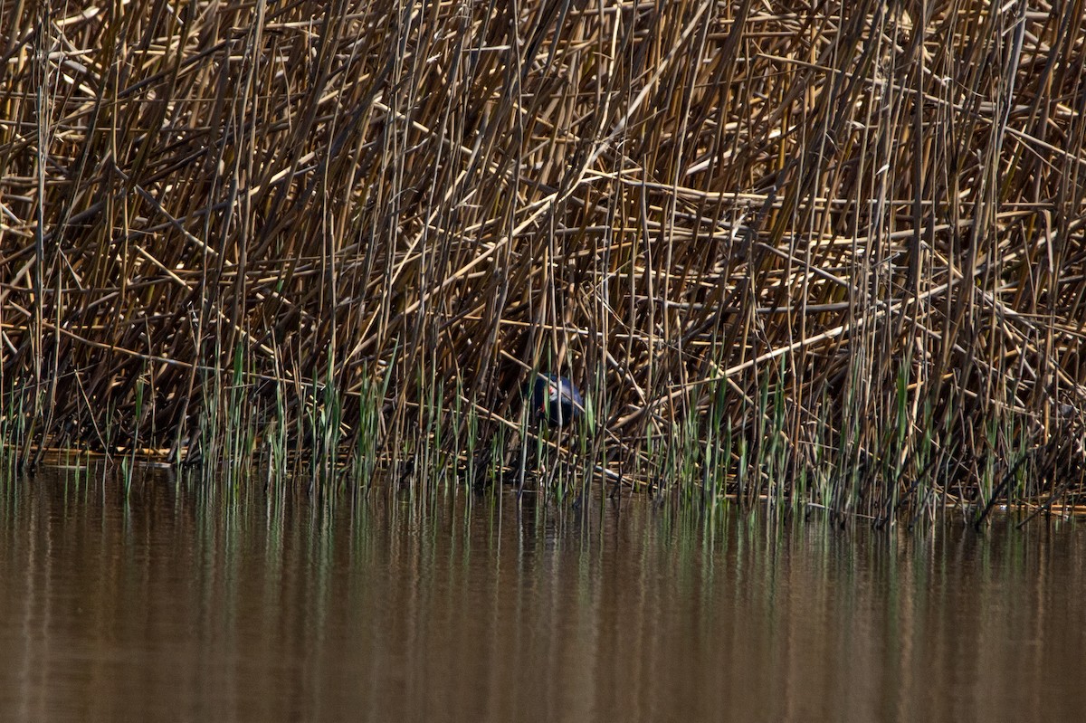 Gray-headed Swamphen - ML219276481