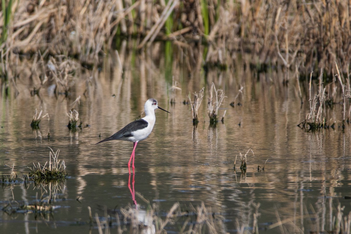 Black-winged Stilt - ML219276511