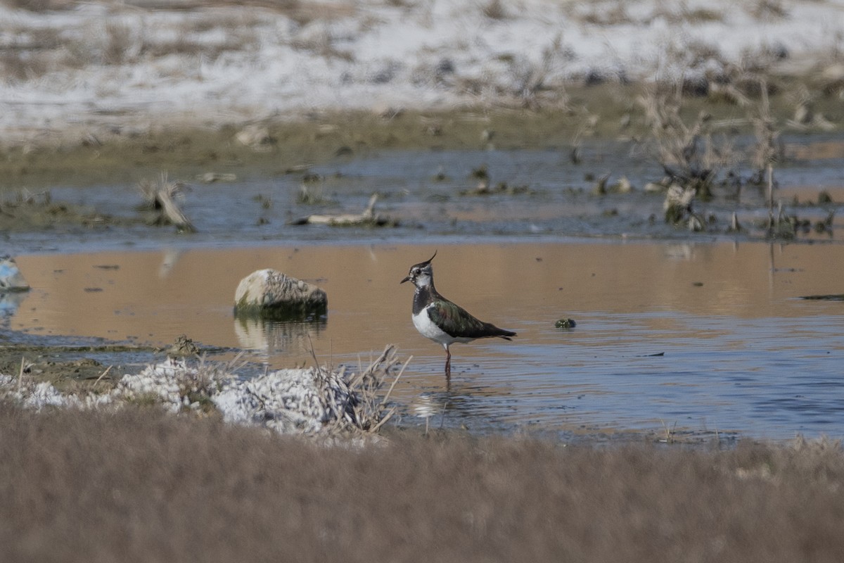 Northern Lapwing - ML219276521