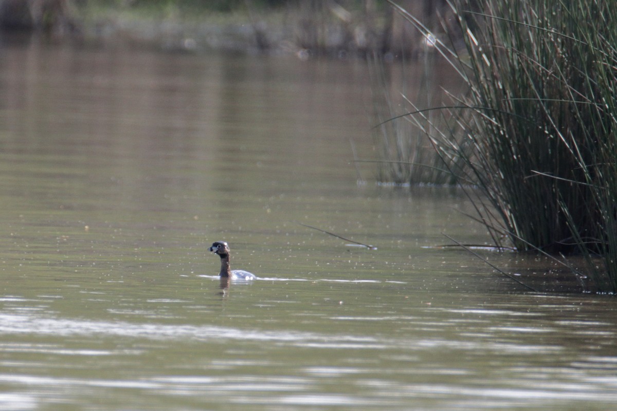 Pied-billed Grebe - Mel Green