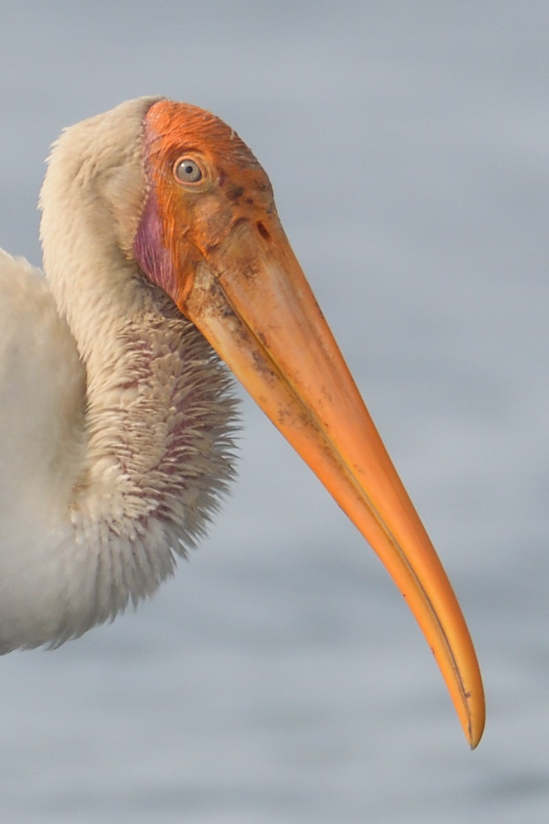 Painted Stork - Douglas Ball