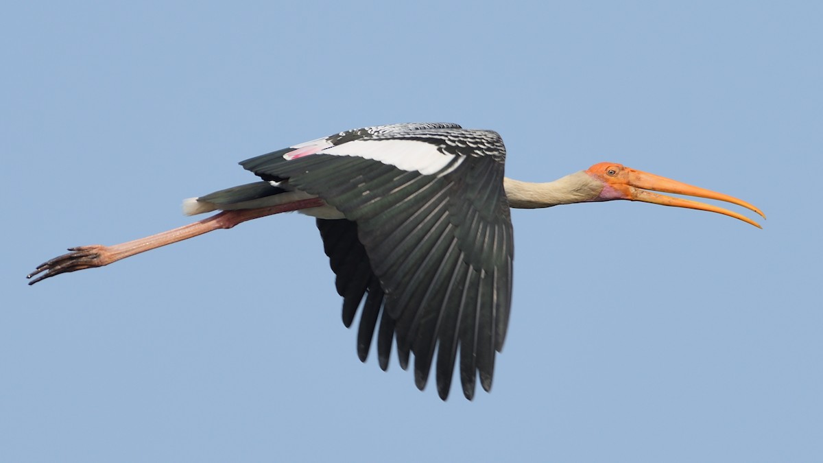 Painted Stork - Douglas Ball