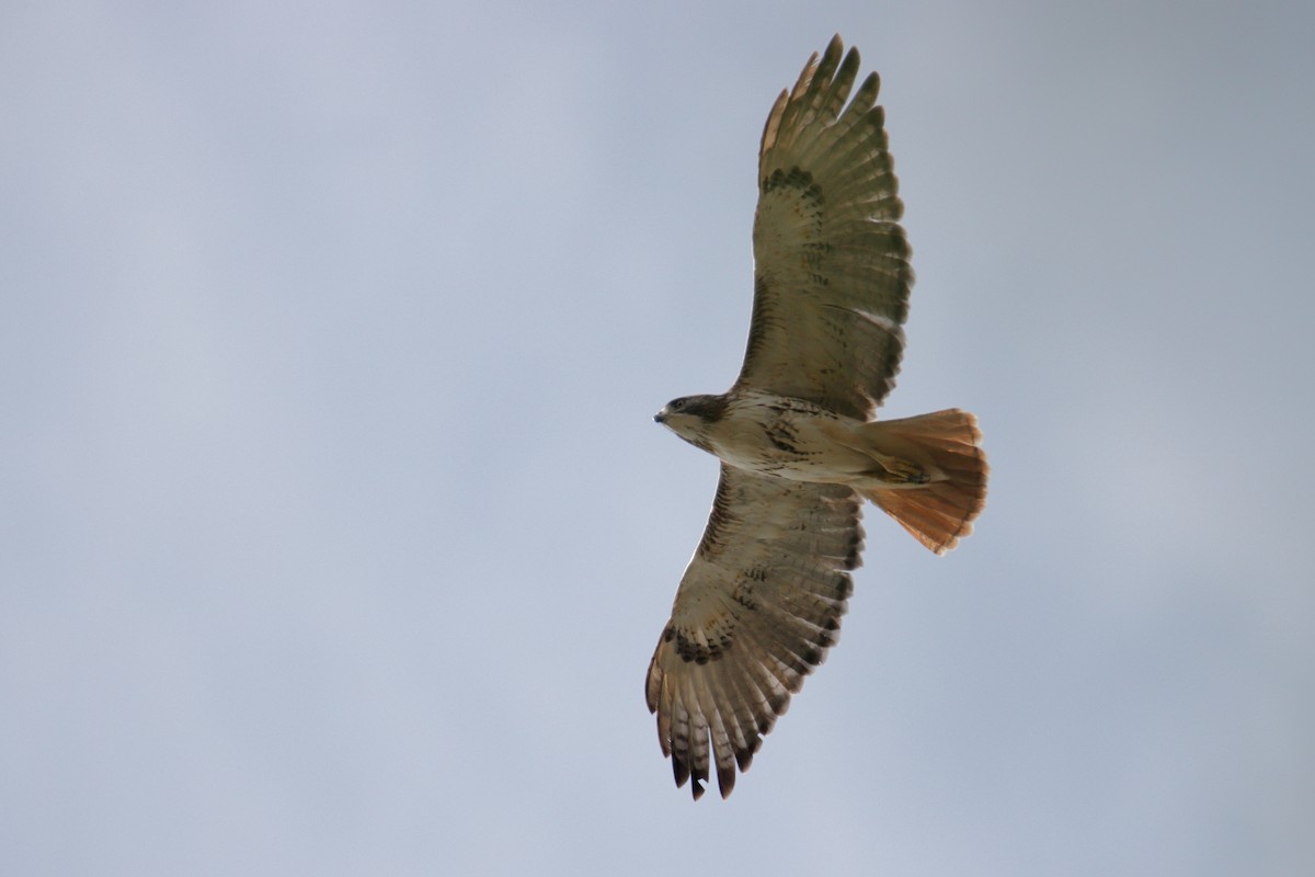 Red-tailed Hawk (borealis) - ML219276911