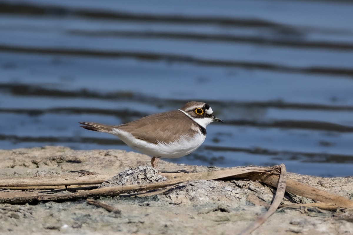 Little Ringed Plover - ML219276941