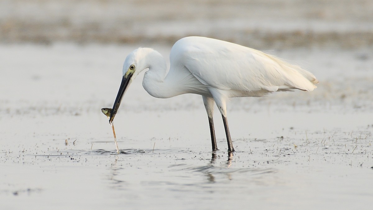 Little Egret - ML219276961