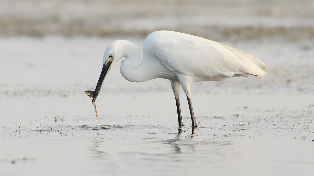 Little Egret - Douglas Ball